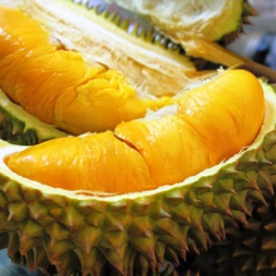 Bibit Durian Musang King